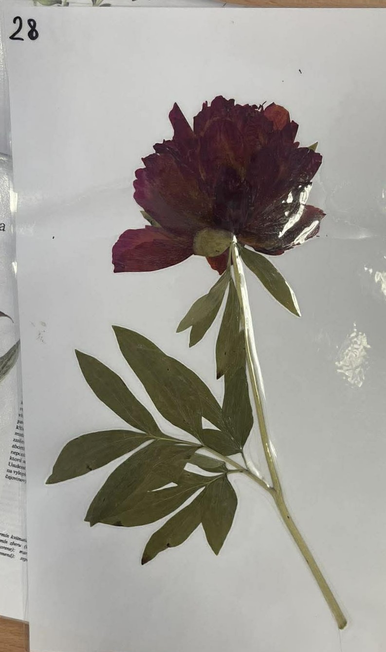 Rastlina Paeonia officinalis